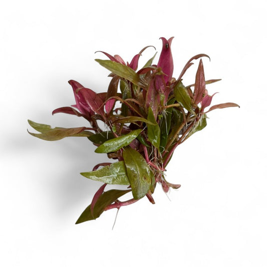 Alternanthera reineckii mini