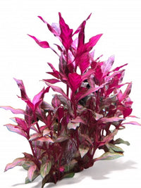 Alternanthera rosanervig