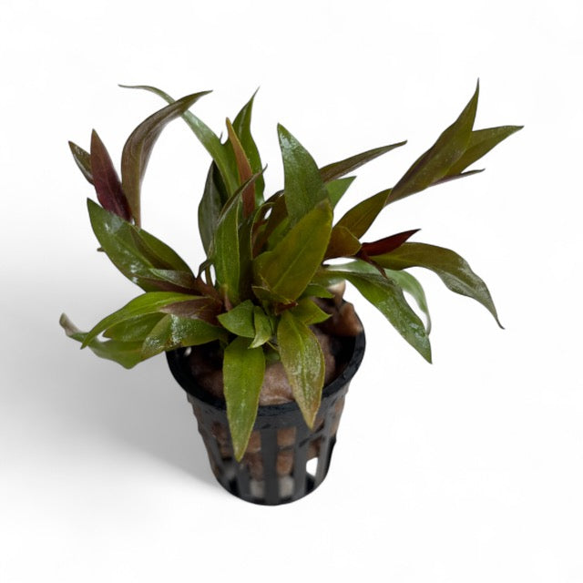 Alternanthera reineckii mini