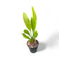 Echinodorus amazonica 'Amazon sword'