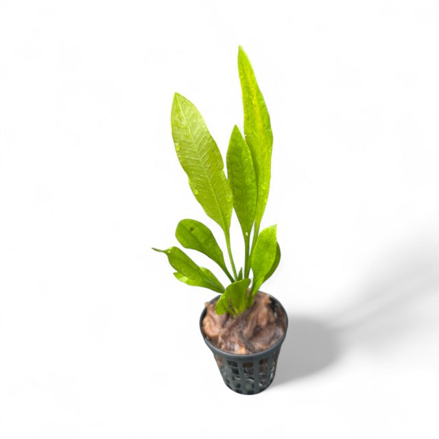 Echinodorus amazonica 'Amazon sword'