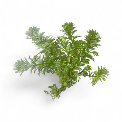 Limnophila sessiliflora Ambulia