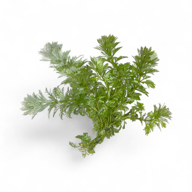 Limnophila sessiliflora Ambulia