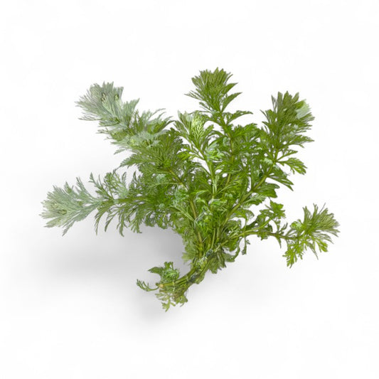 Limnophila sessiliflora Ambulia