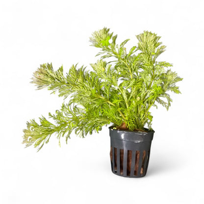 Limnophila sessiliflora Ambulia