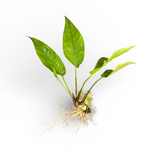 Anubias barteri large bare root