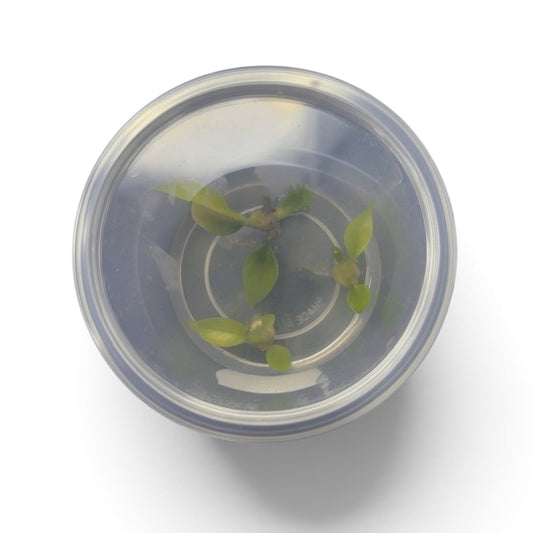 Tissue Culture Anubias barteri var. nana 'Gold'