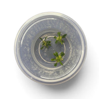 Tissue Culture Anubias barteri var. nana 'Pangolino'
