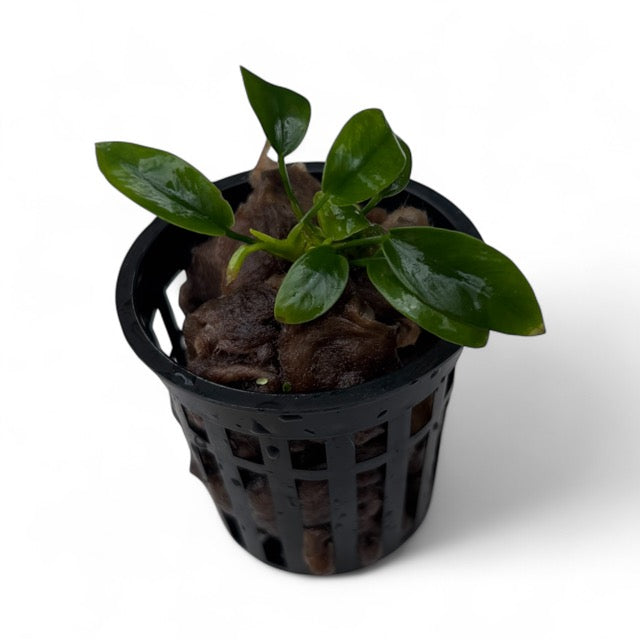 Anubias barteri nana 'Petite' small plant