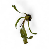 Aponogeton Madagascariensis broad leaf (bulb)