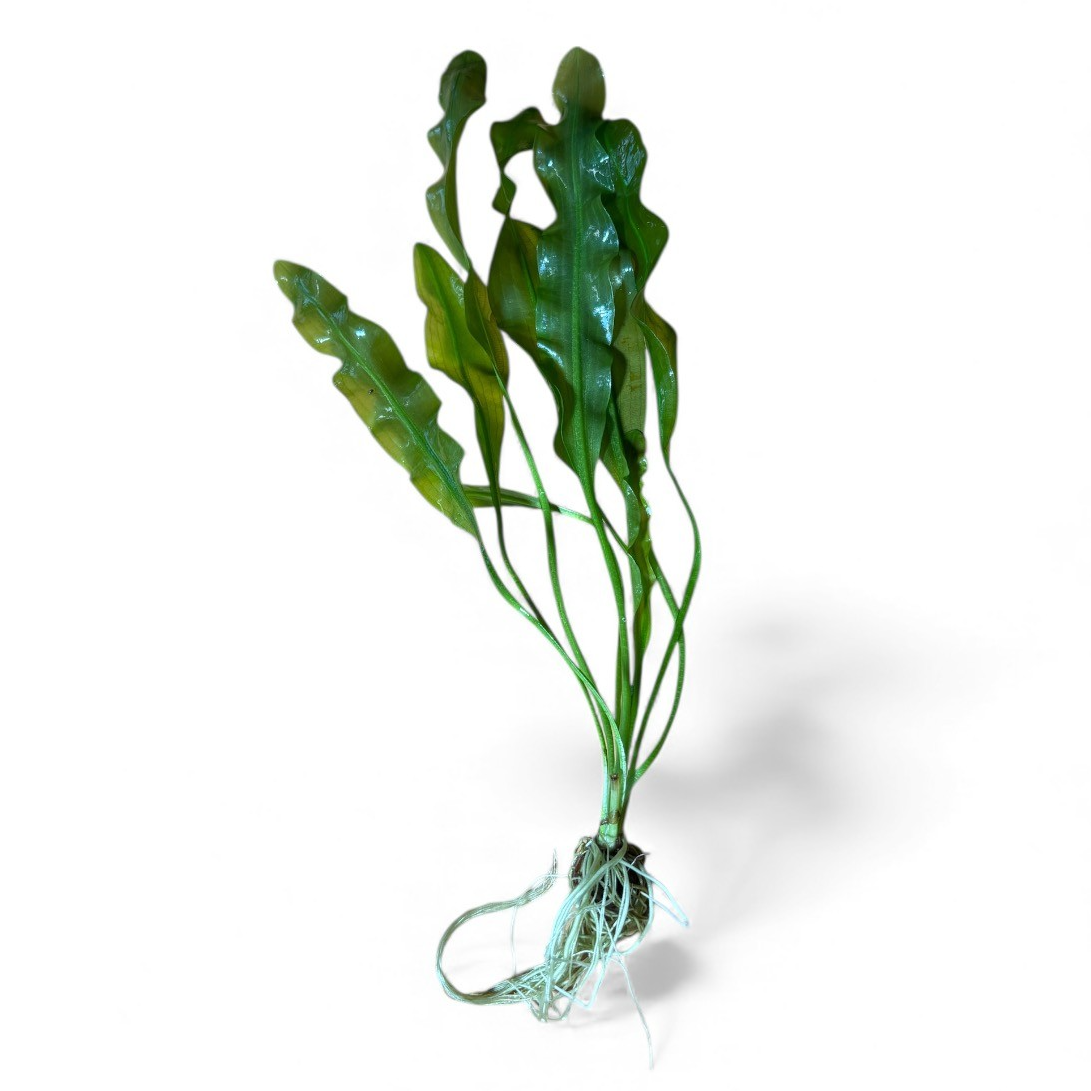 Aponogeton ulvaceus (bulb)