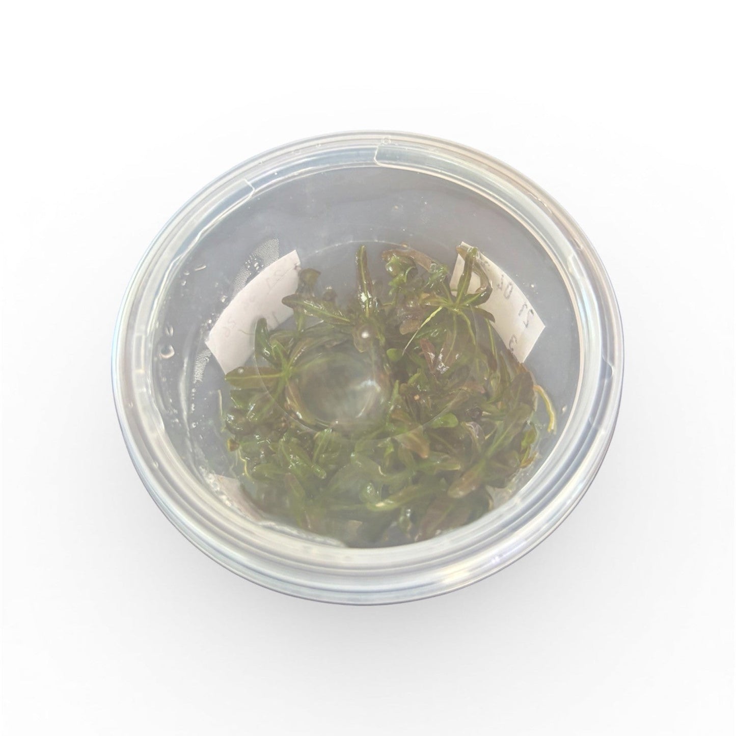 Tissue Culture Cup Hygrophila lancea 'Araguaia'