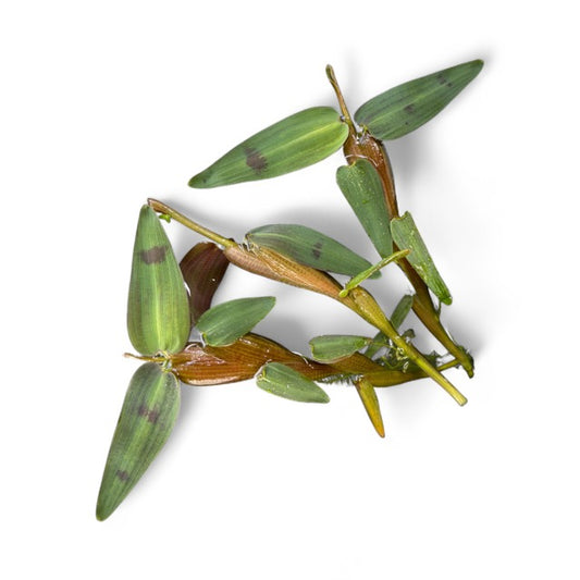 Hygroryza aristate (floating plant) tub