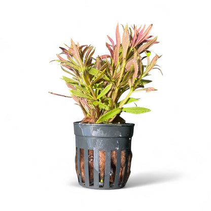 Limnophila aromatica