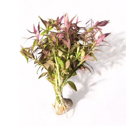 Limnophila aromatica 'Kalmantan mini'