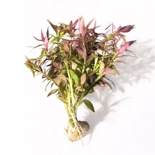 Limnophila aromatica 'Kalmantan mini'