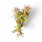 Limnophila aromatica