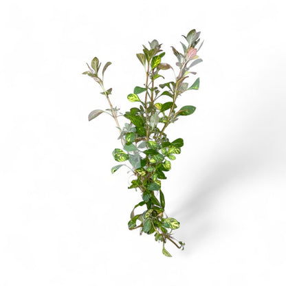 Ludwigia Atlantis 'dark orange'