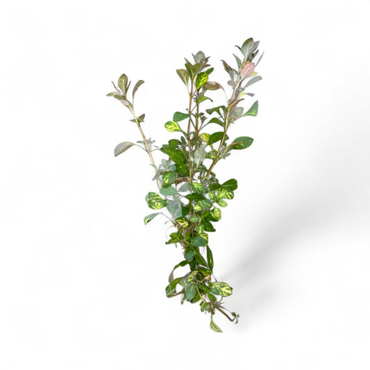 Ludwigia Atlantis 'dark orange'