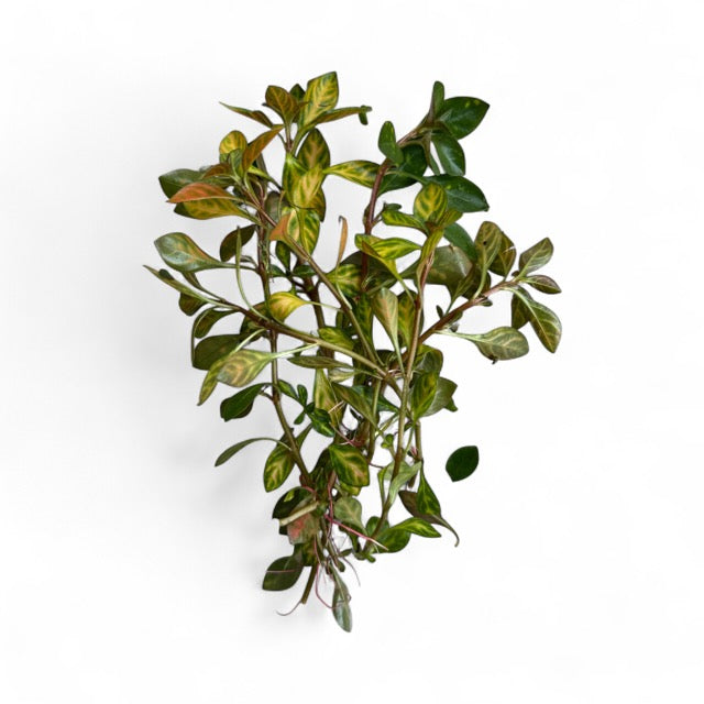 Ludwigia Atlantis 'dark orange'