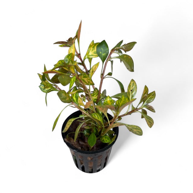 Ludwigia Atlantis 'dark orange'