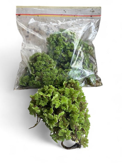 Azolla pinnata 100gm