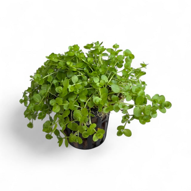 Hemianthus umbrosum 'Baby Tears Broad'