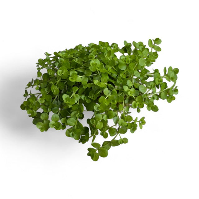 Hemianthus umbrosum 'Baby Tears Broad'