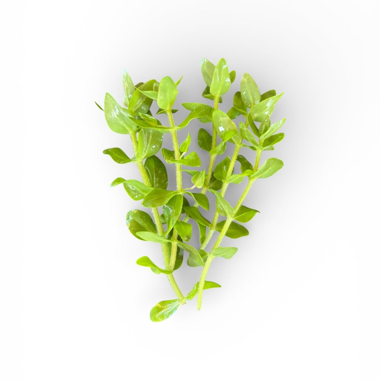 Bacopa serpyllifolia Bacopa Japan