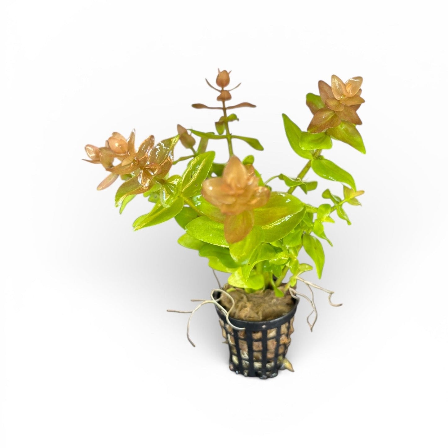 Bacopa serpyllifolia Bacopa Japan