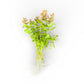 Bacopa serpyllifolia Bacopa Japan