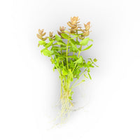 Bacopa serpyllifolia Bacopa Japan