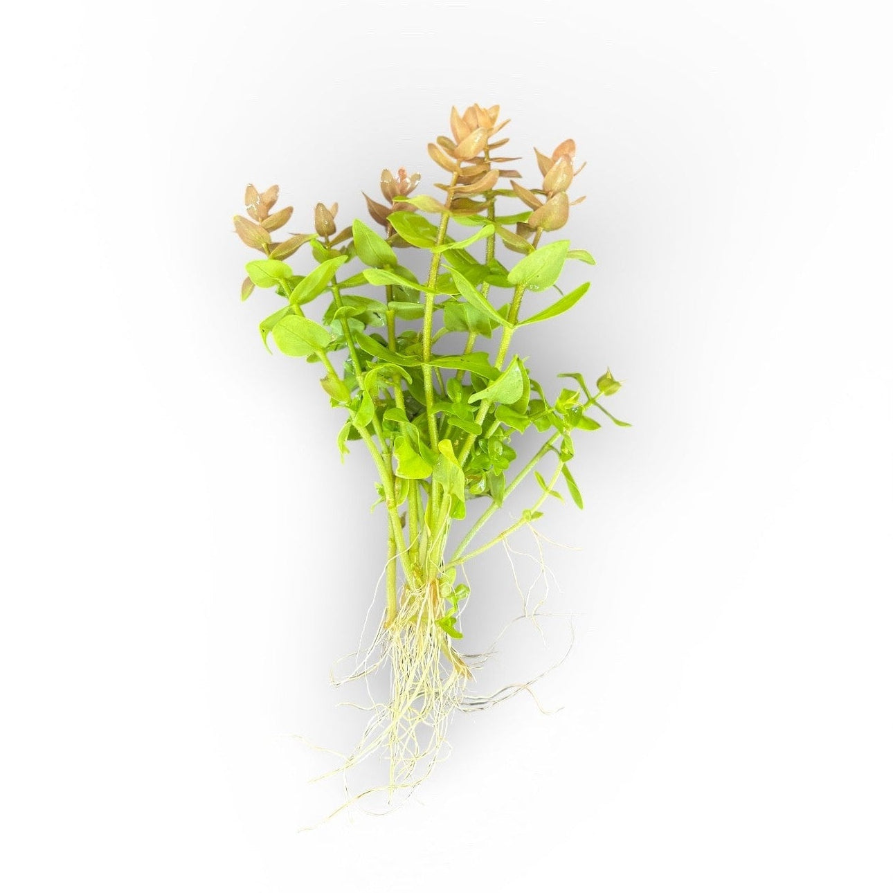 Bacopa serpyllifolia Bacopa Japan