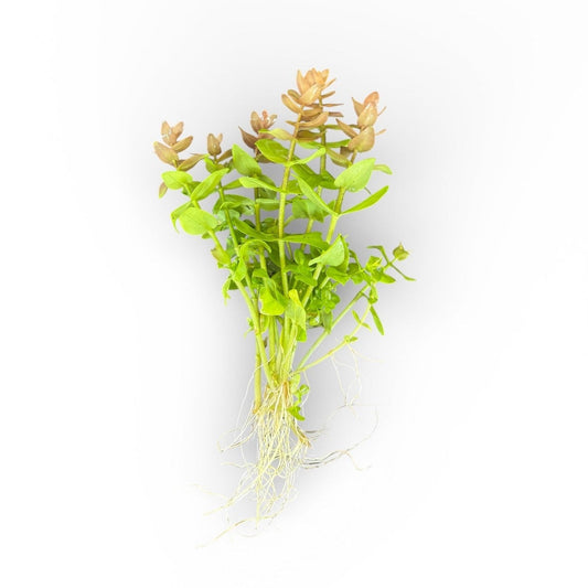 Bacopa serpyllifolia Bacopa Japan