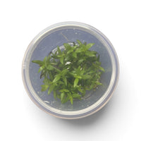 Tissue Culture Bacopa salzmannii 'Purple'