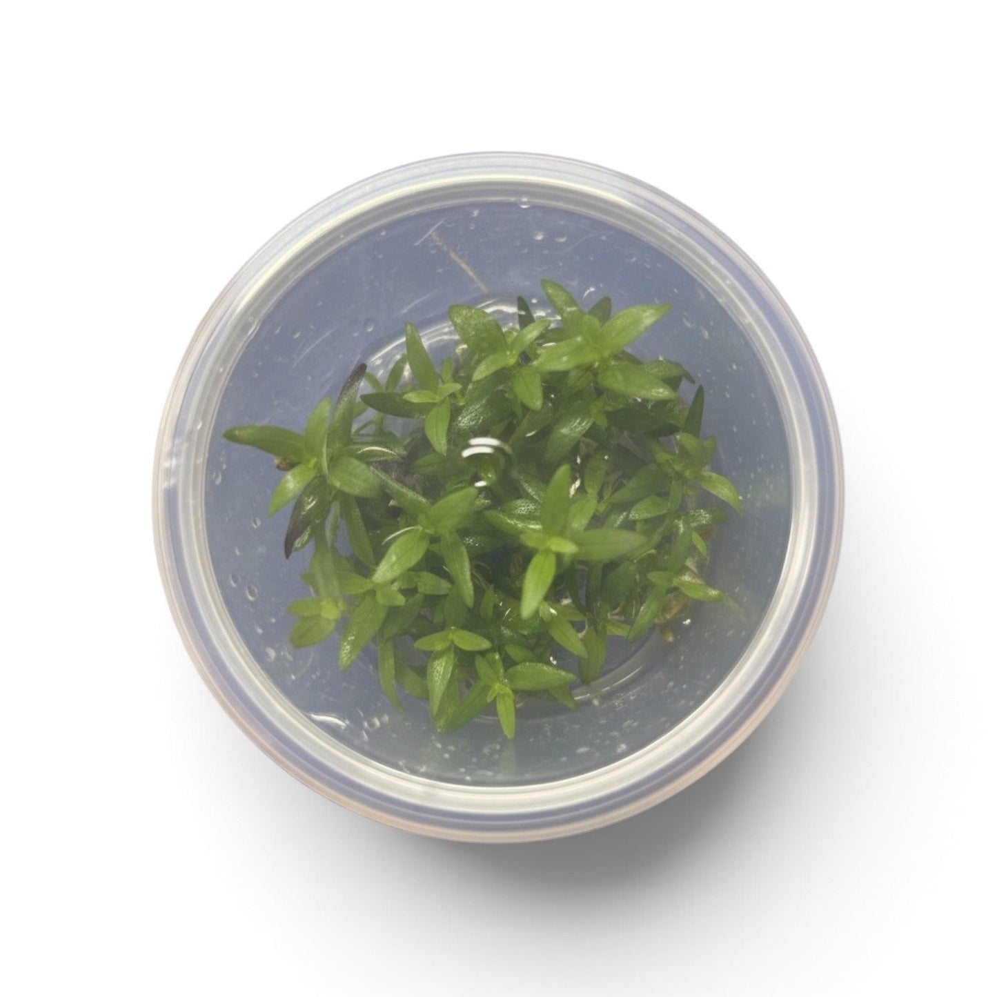 Tissue Culture Bacopa salzmannii 'Purple'