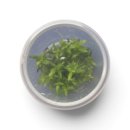Tissue Culture Bacopa salzmannii 'Purple'