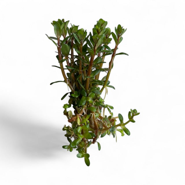 Rotala indica bonsai