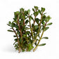 Rotala indica 'Bonsai'