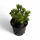Rotala indica 'Bonsai'