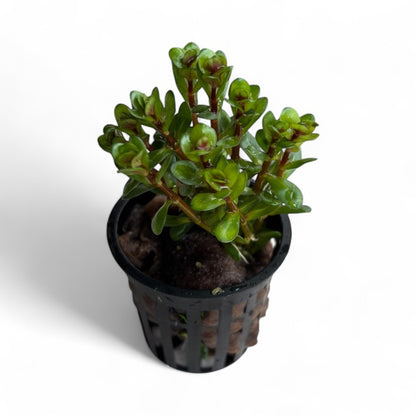 Rotala indica 'Bonsai'
