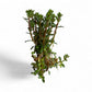 Rotala indica 'Bonsai'