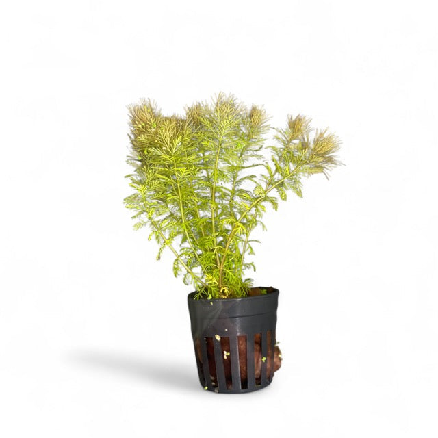 Myriophyllum sp. Roraimi Bronze Milfoil