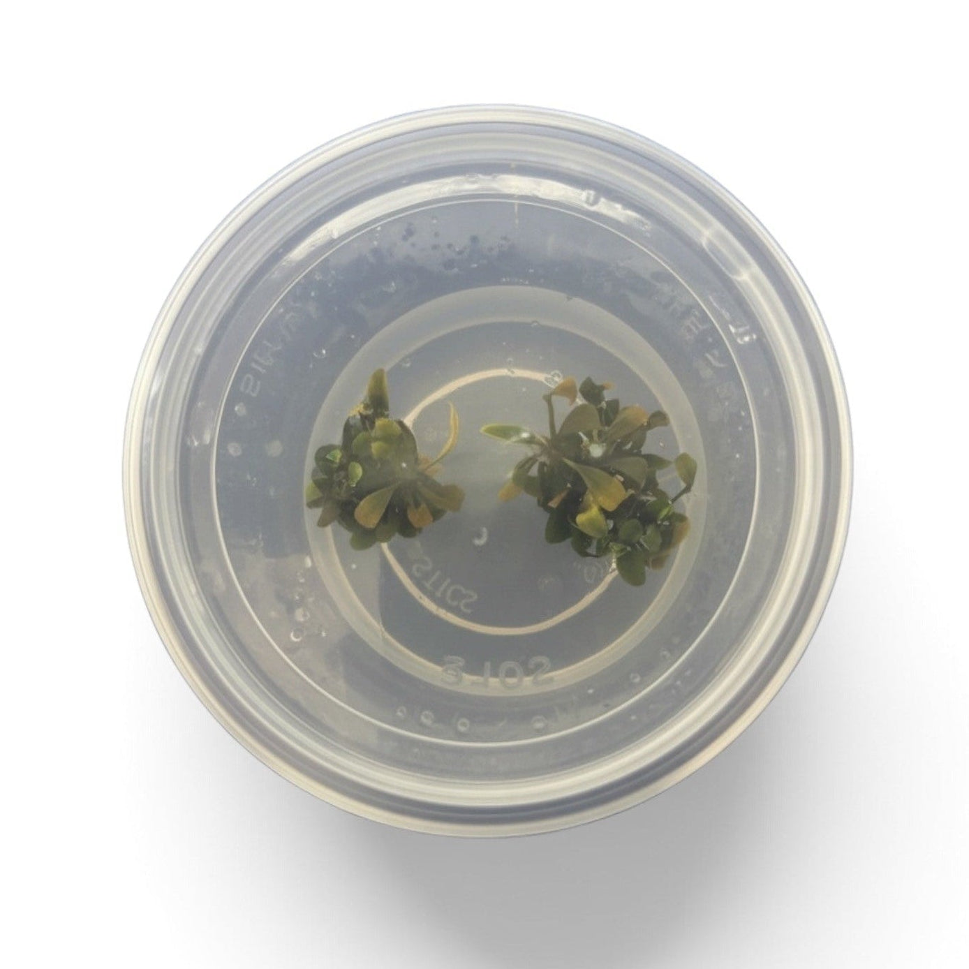 Tissue Culture Bucephalandra sp. 'Brownie Ghost'
