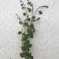Cardamine lyrata