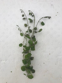 Cardamine lyrata
