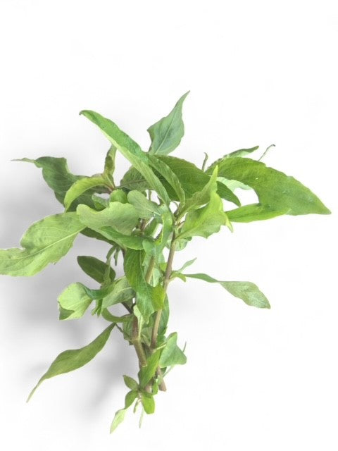 Hygrophila costata