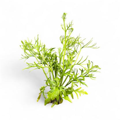 Ceratopteris cornuta Sprite Course