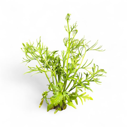 Ceratopteris cornuta Sprite Course