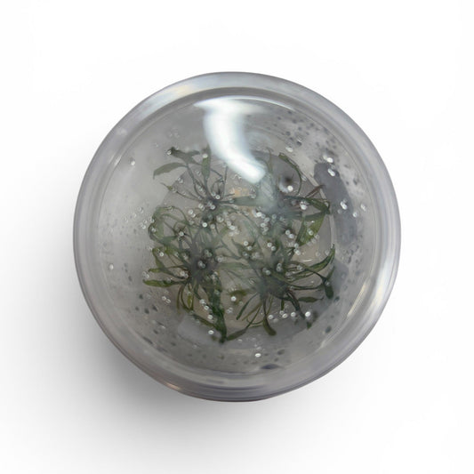 Tissue Culture Cup Cryptocoryne beckettii